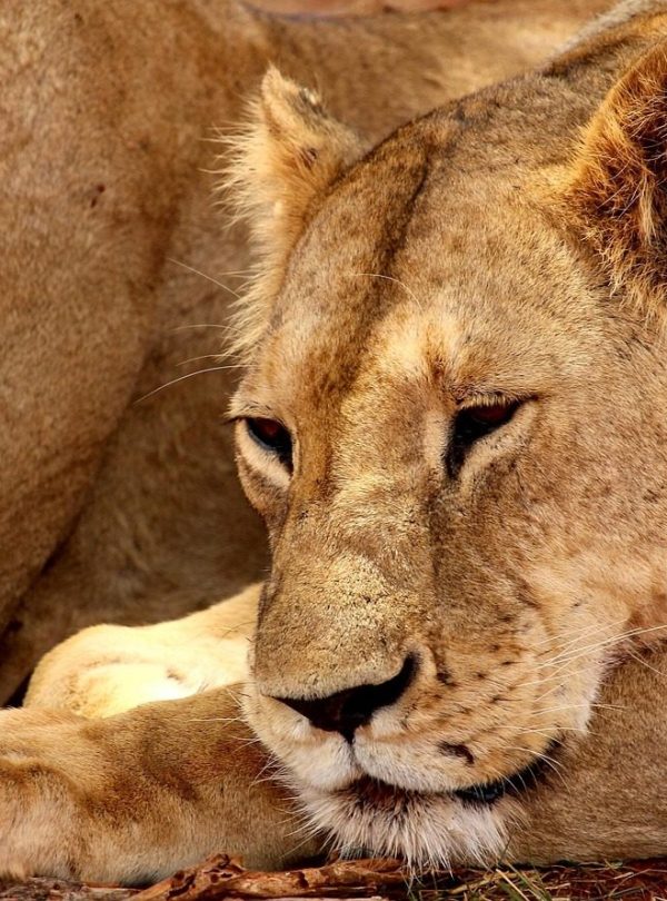 Tsavo lion - 3 Days Amboseli & Tsavo East National Park Safari
