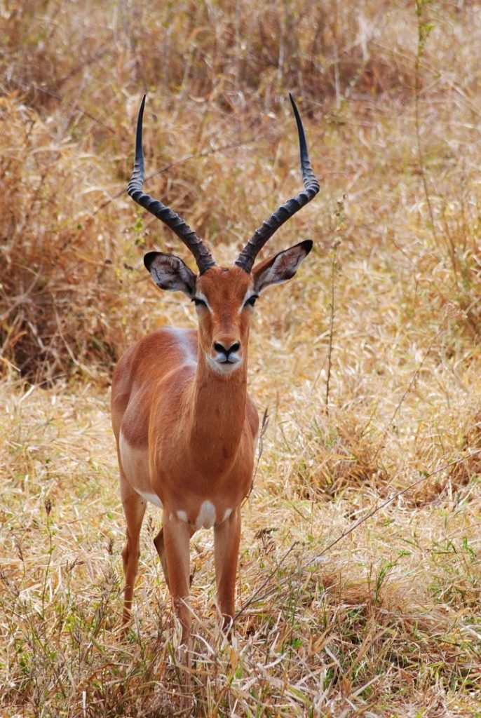 Safari drive in Tsavo