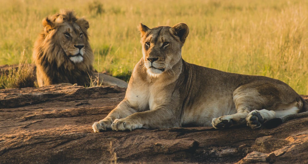 Safari landscape