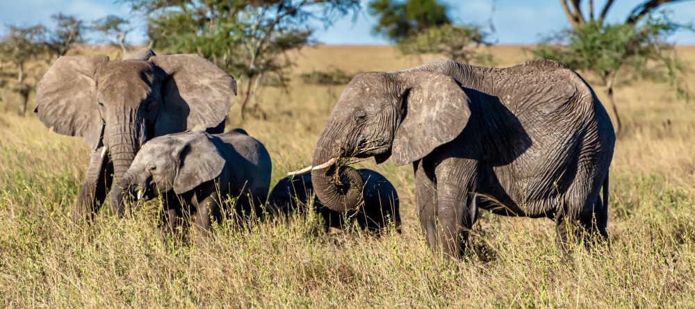 Safari landscape